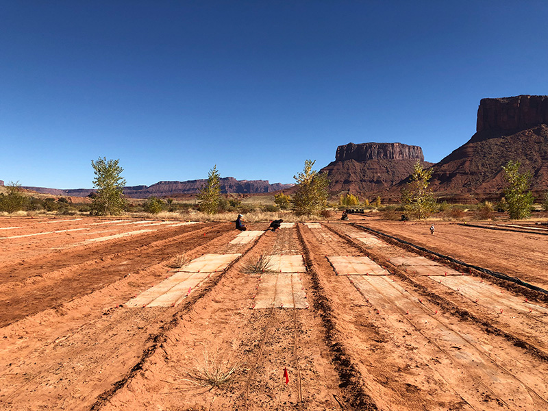 A plot of biocrust, which looks like red dirt containing a series of pale squares, stretches across the Utah Desert. A blue sky and rock formations are in the background.