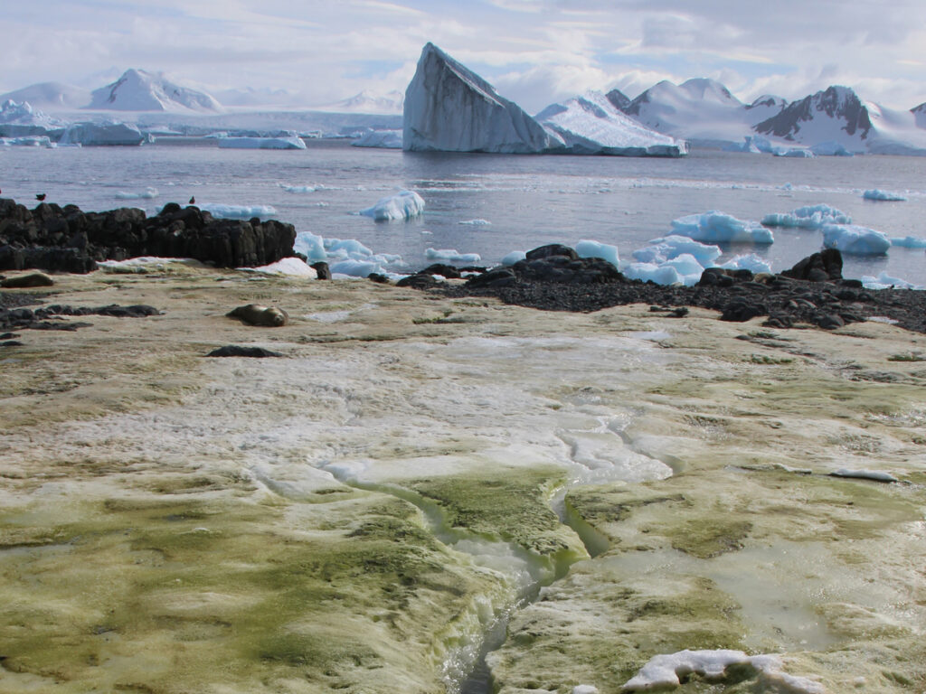 Green patches of algae on snow with water and icebergs in the background
