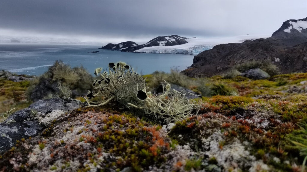 Close-up of lichen and mosses on the ground in Antarctica with the coast in the background