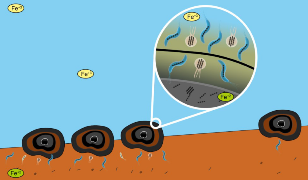An illustration of polymetallic nodules on the seafloor surrounded by iron ions. A zoomed-in version of one of the nodules shows magnetotactic bacteria inside.