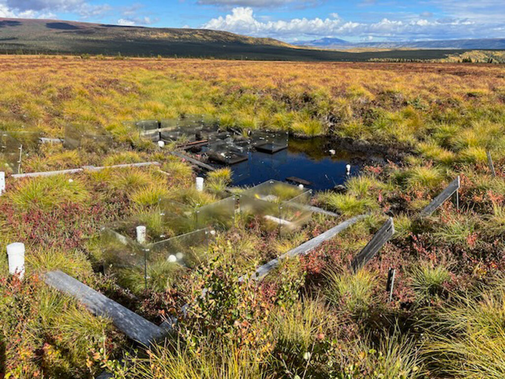 Transparent boxes without lids sit on ground covered with low vegetation in an open area of land.