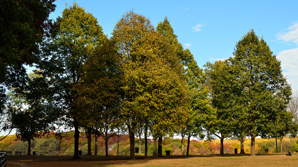 A stand of trees is surrounded by lawn on a fall day.