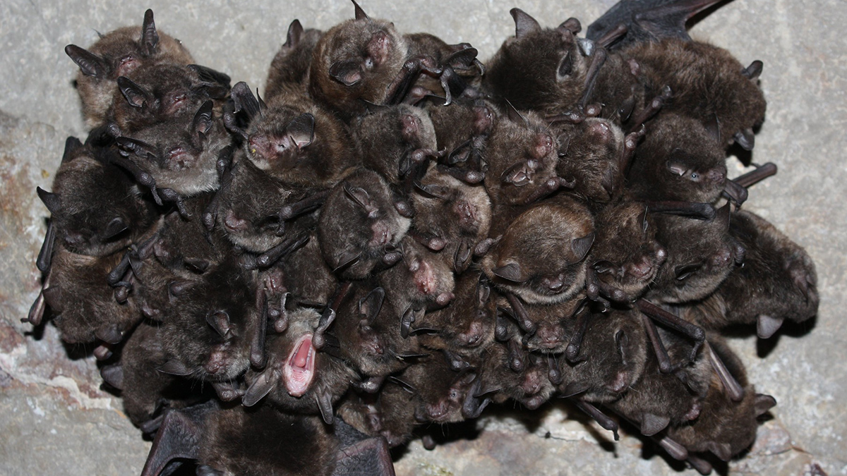 Seen from below, a group of bats hang from a rocky cave ceiling. One has its mouth wide open in a yawn.