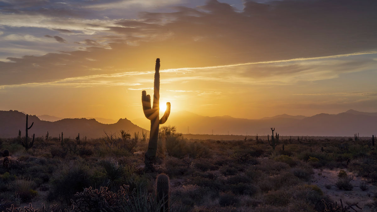 A lone saguaro cactus is outlined by a rising Sun.