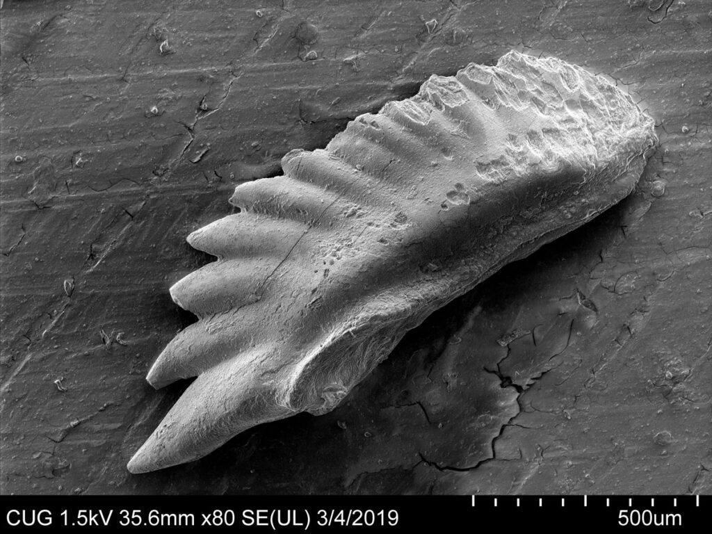 Scanning electron microscope image of a conodont tooth.