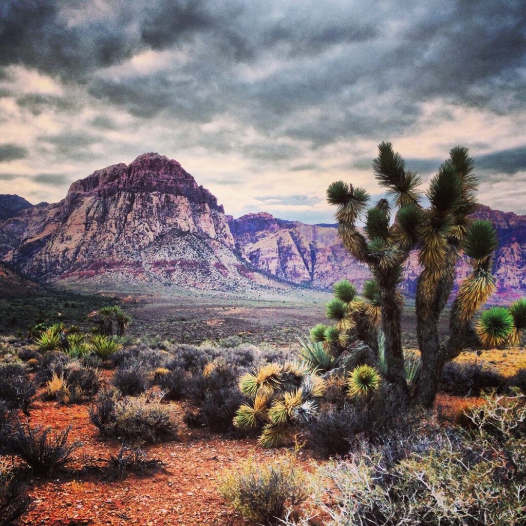 Cacti and shrubs pepper a dry landscape with mesas in the background.