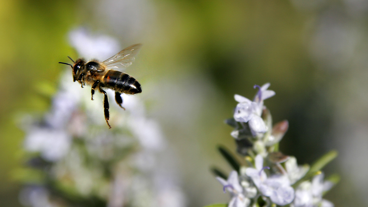 A close-up photo of a bee flying away from a pale purple flower