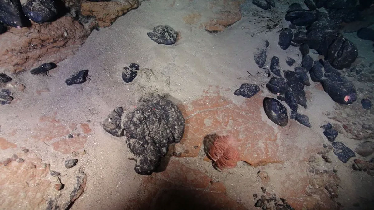 Foto olhando para o fundo do mar, mostrando pedaços arredondados de lava negra sobre argila vermelha.