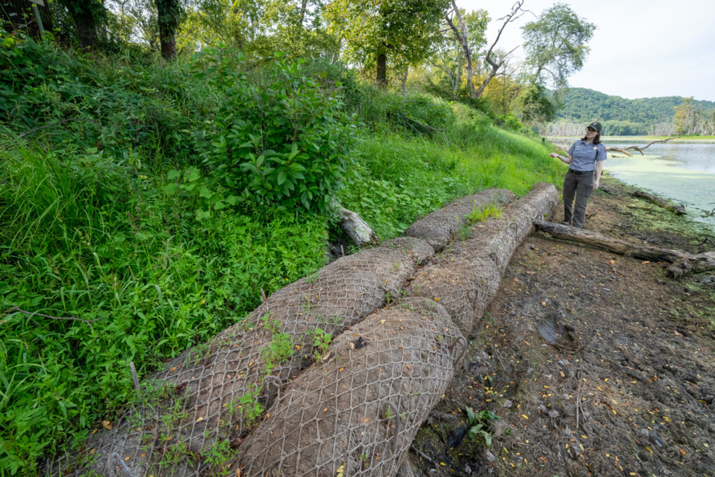 A woman stands next to a series of human-made logs, which look like fibrous material surrounded by rope netting. They are next to greenery along a riverbank.