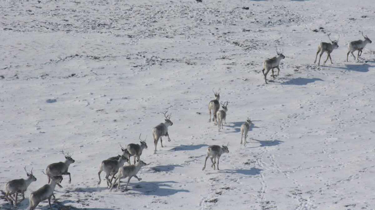 Aerial view of a group of caribou trotting across snowy ground