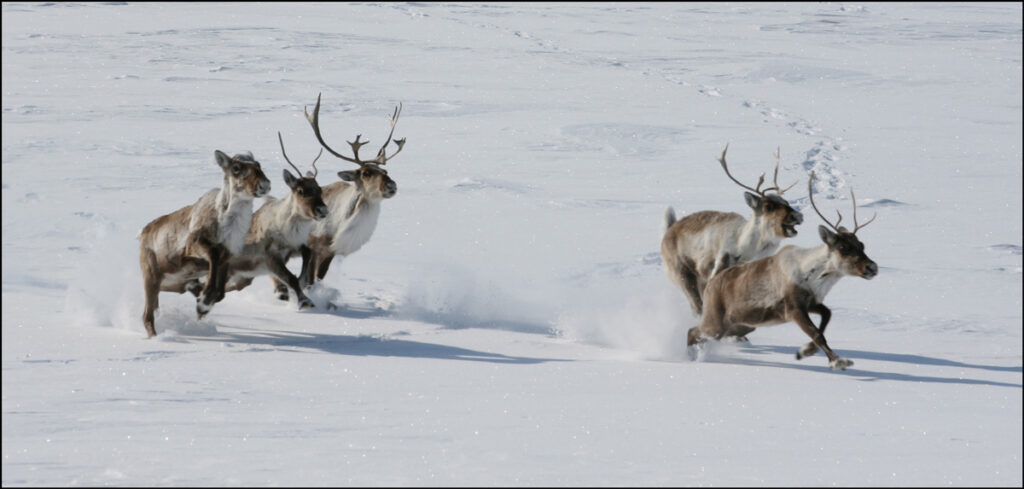 Five caribou run through snow.