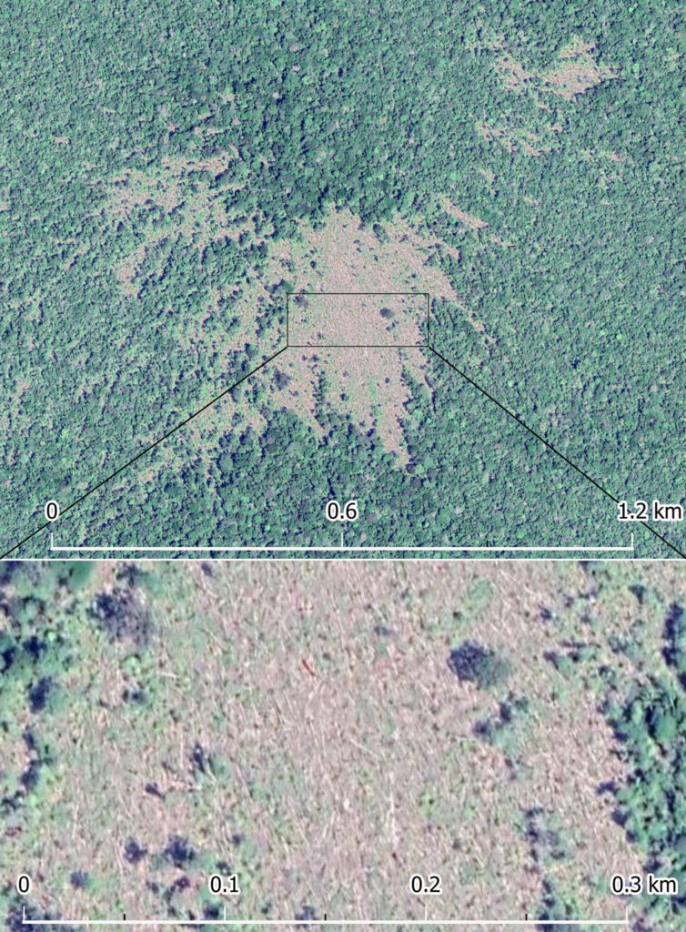 Una imagen de satélite con un punto sin árboles en el Amazonas, vista a dos niveles de escala distintos. La primera foto tiene 1.2 kilómetros de largo y la segunda tiene 0.3 kilómetros de largo.