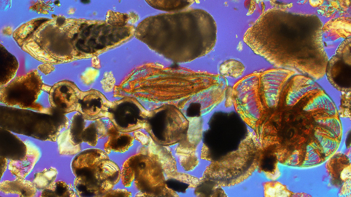 An image from under a microscope of luminous objects shaped like seashells. The background is a purplish blue color.