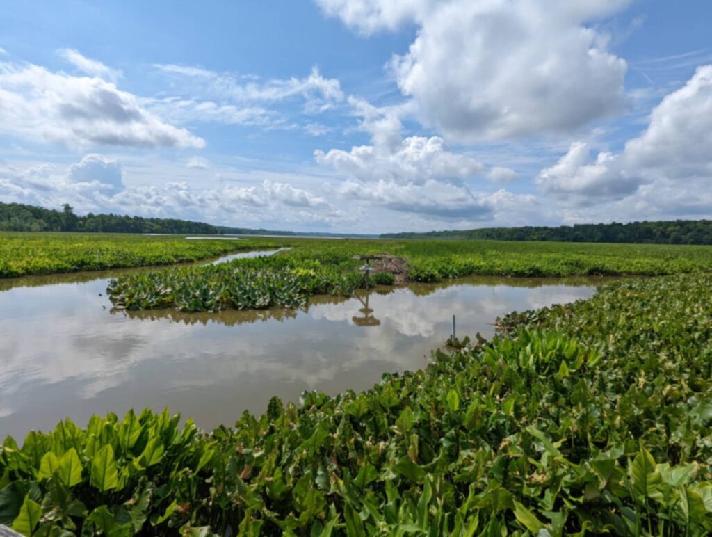 Green vegetation on wetlands.
