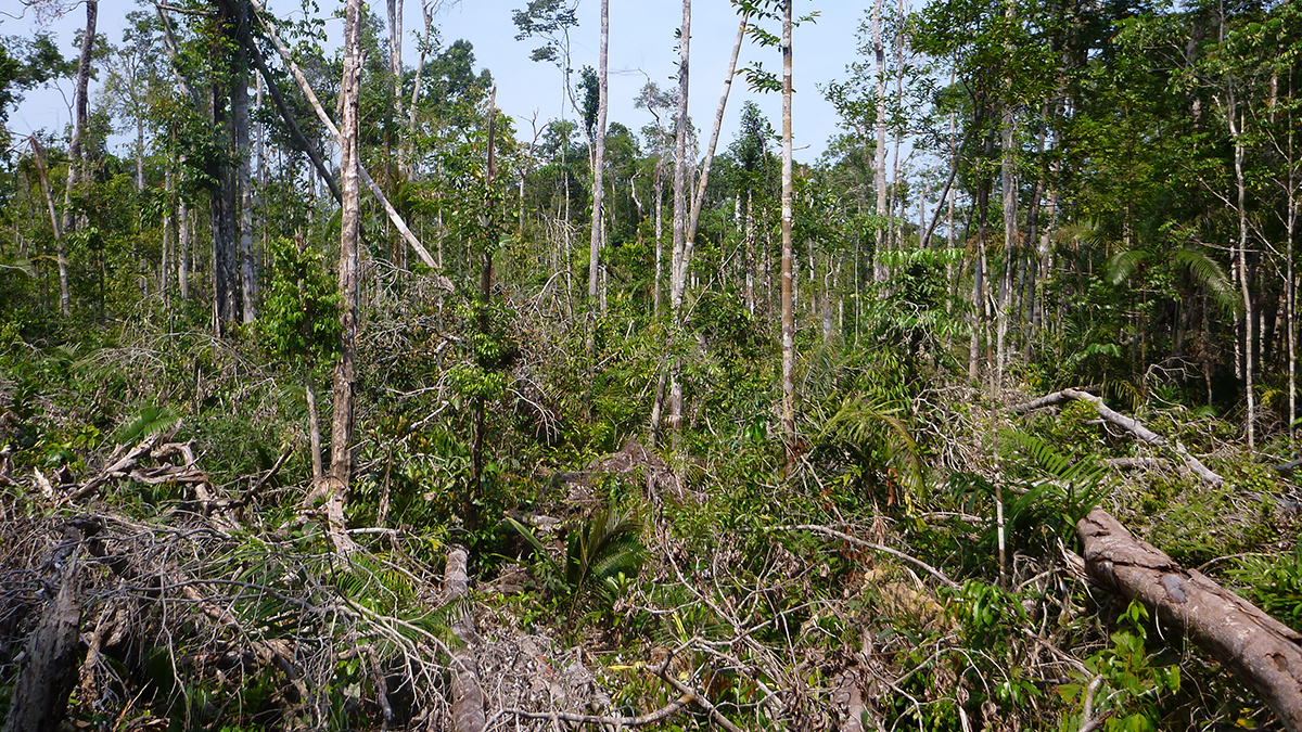 A view of a forest in which many trees have fallen to the ground or are leaning against other trees