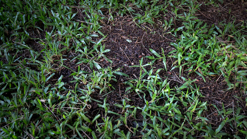 Rich soil is visible through green blades of grass.