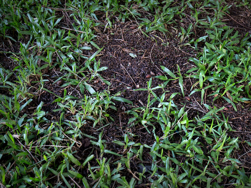 O Legado Rico em Nutrientes nas Terras Pretas da Amazônia