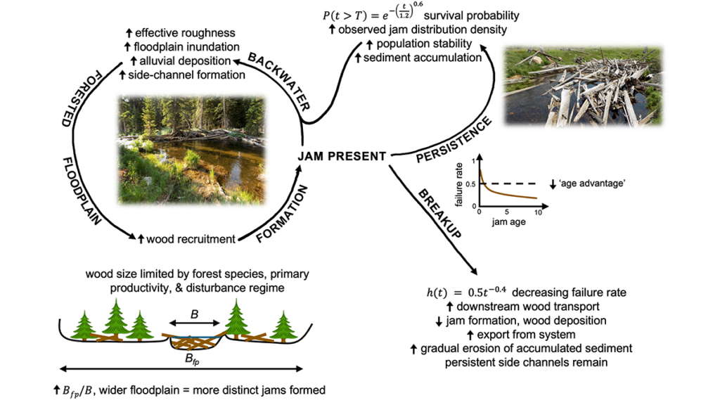 Diagram from the study.