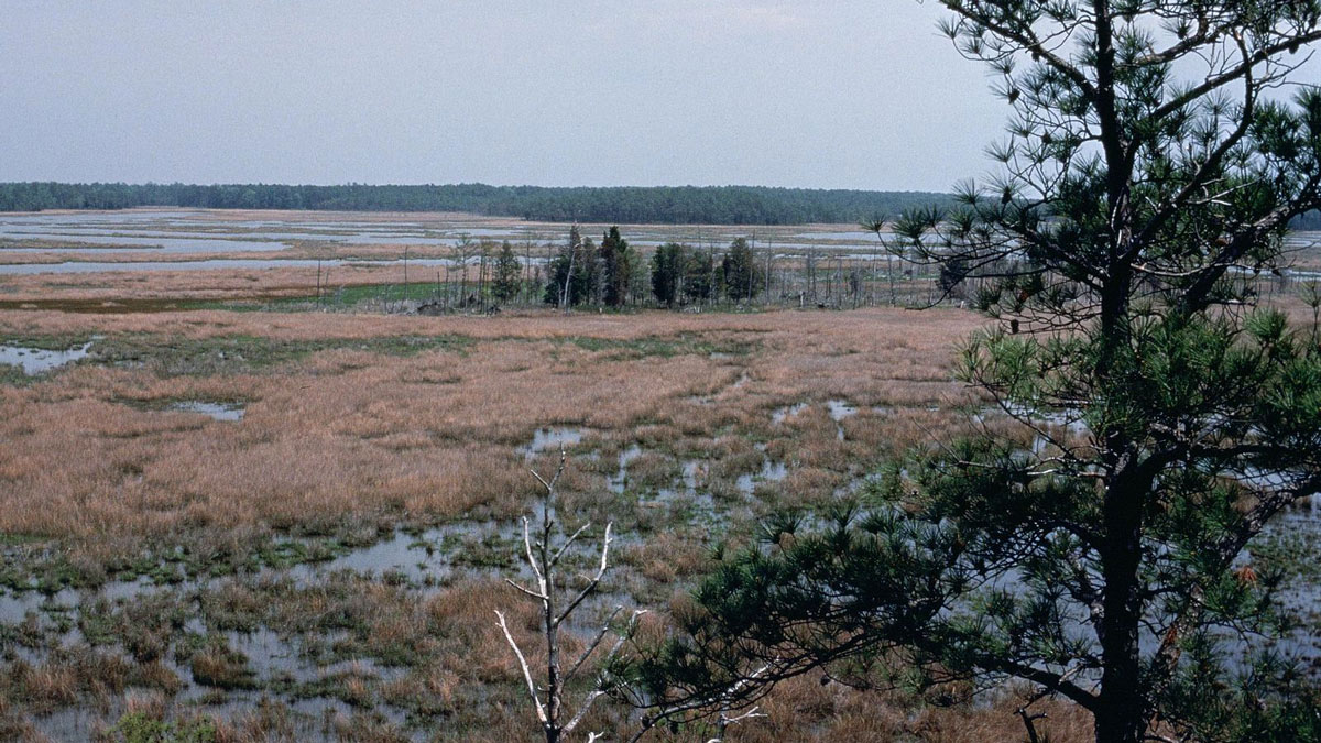 An evergreen tree overlooks a marsh on a cloudy day.