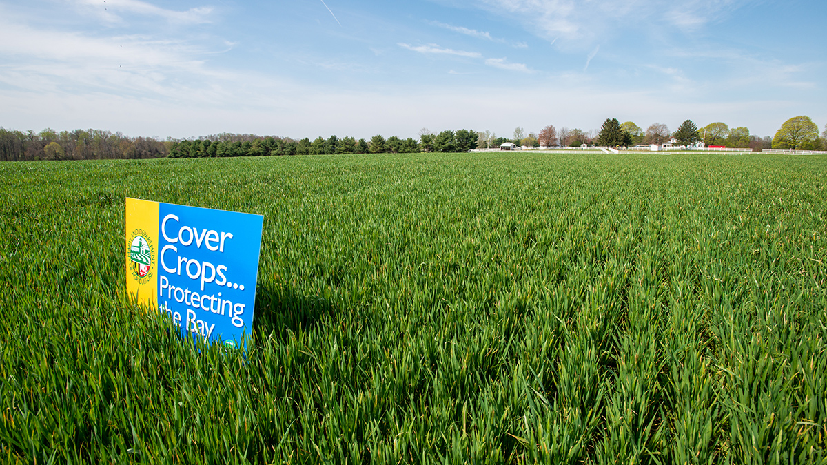 Cover cropping in the United States
