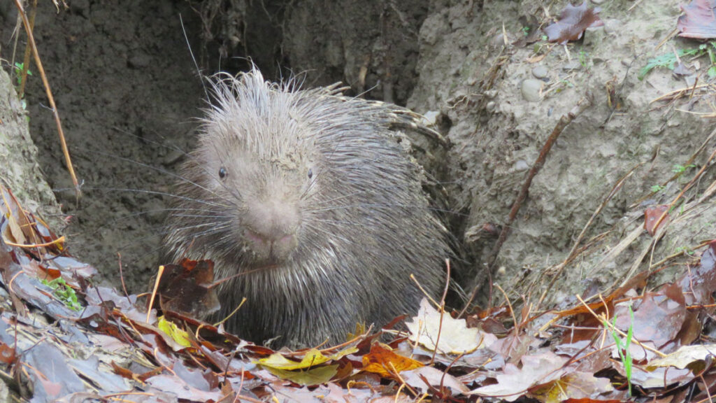 A porcupine sits outside a den opening.
