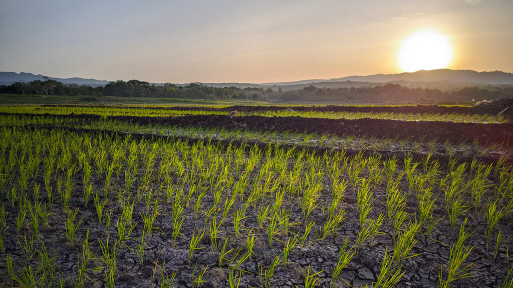 The Sun sets beyond a rice field where young rice plants sprout from cracked soil.