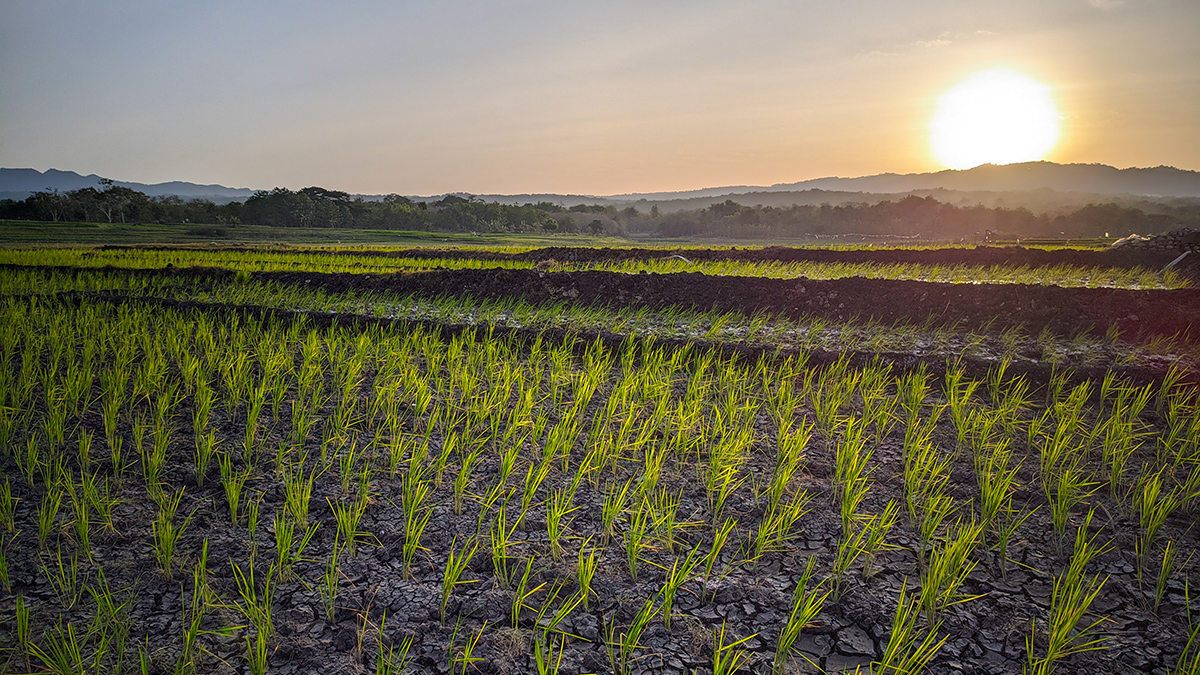The Sun sets beyond a rice field where young rice plants sprout from cracked soil.
