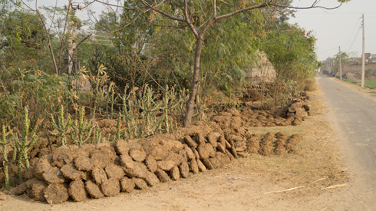 A pile of drying dung cakes sits beside trees and a paved road.
