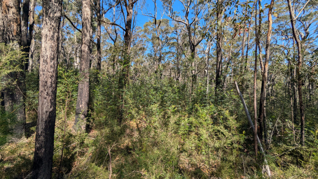 Shrubs growing beneath tall trees