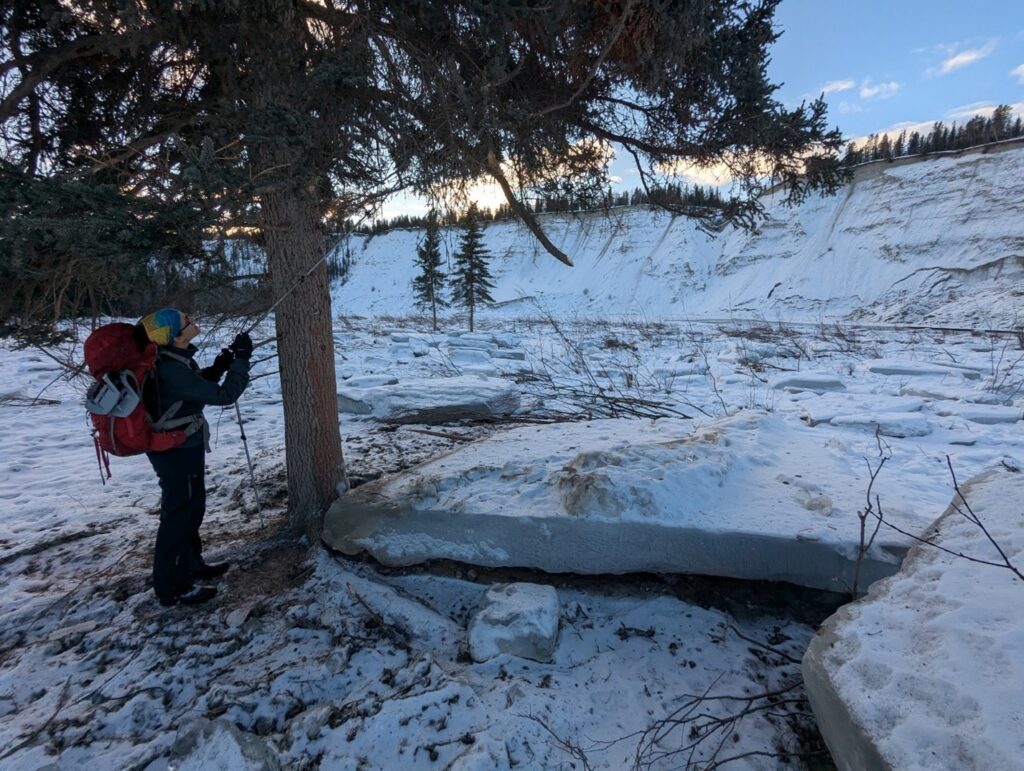 Panya Lipovsky (Yukon Geological Survey) examining damage on one of four surviving spruce trees on the opposite floodplain from the Takhini River landslide. Damage is visible up to ~2.5 m height. Ice block is ~4 m square metres.