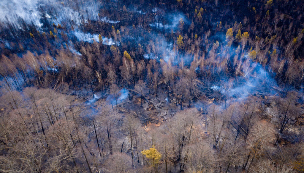 Aerial view of bare forest with plumes of smoke and burned patches