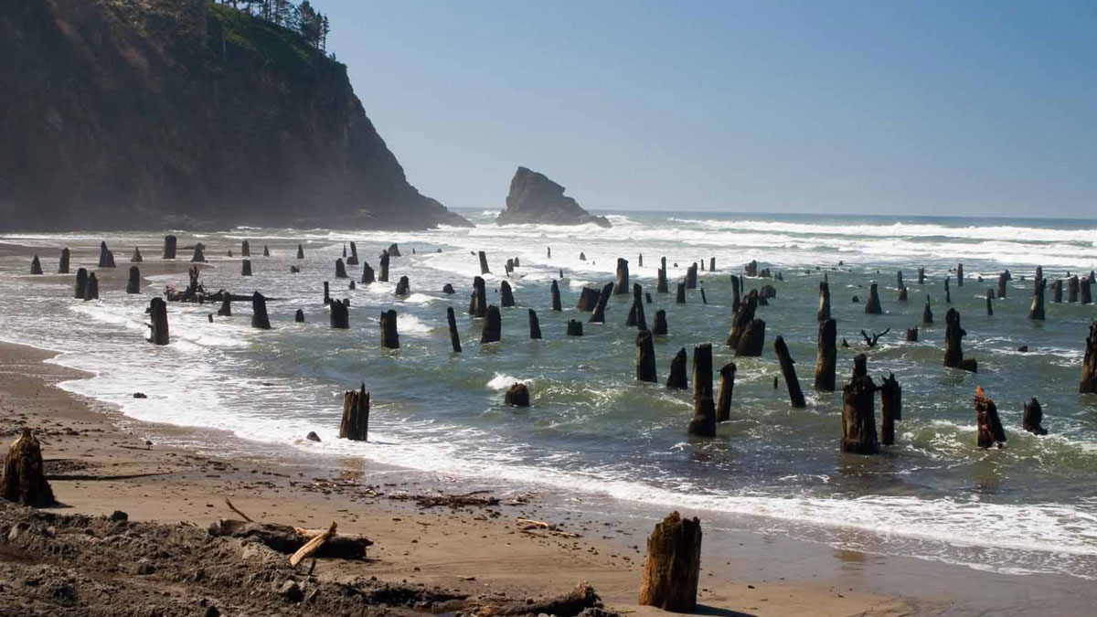 A series of fossilized tree stumps sticks up from shallow ocean water on a beach. A tree-topped cliff and blue sky are in the background.