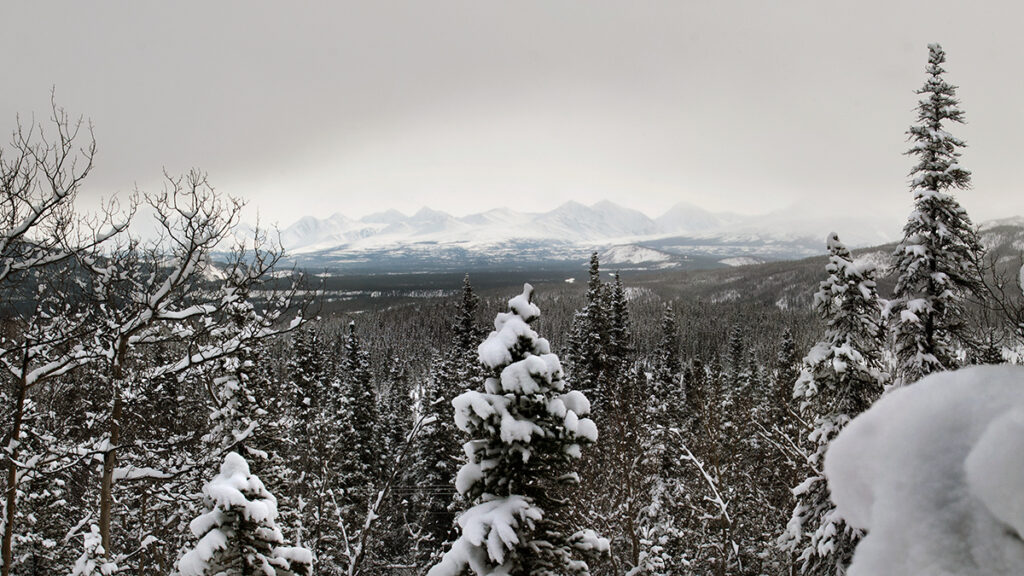 Snow-covered boreal forest in front of Denali National Park, Alaska