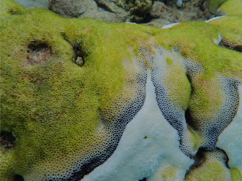 A coral affected with black band disease displays the characteristic black stripe separating the green coral tissue from the white coral skeleton.