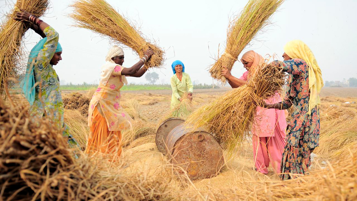 Un grupo de cinco mujeres con ropa colorida agarran paquetes de paja en un campo listas para la trilla de arroz.