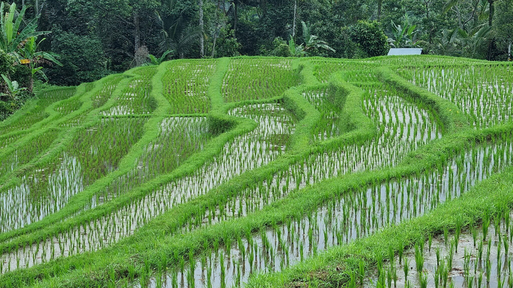 A rice paddy, in which rows of higher-growing plants are separated by flooded sections