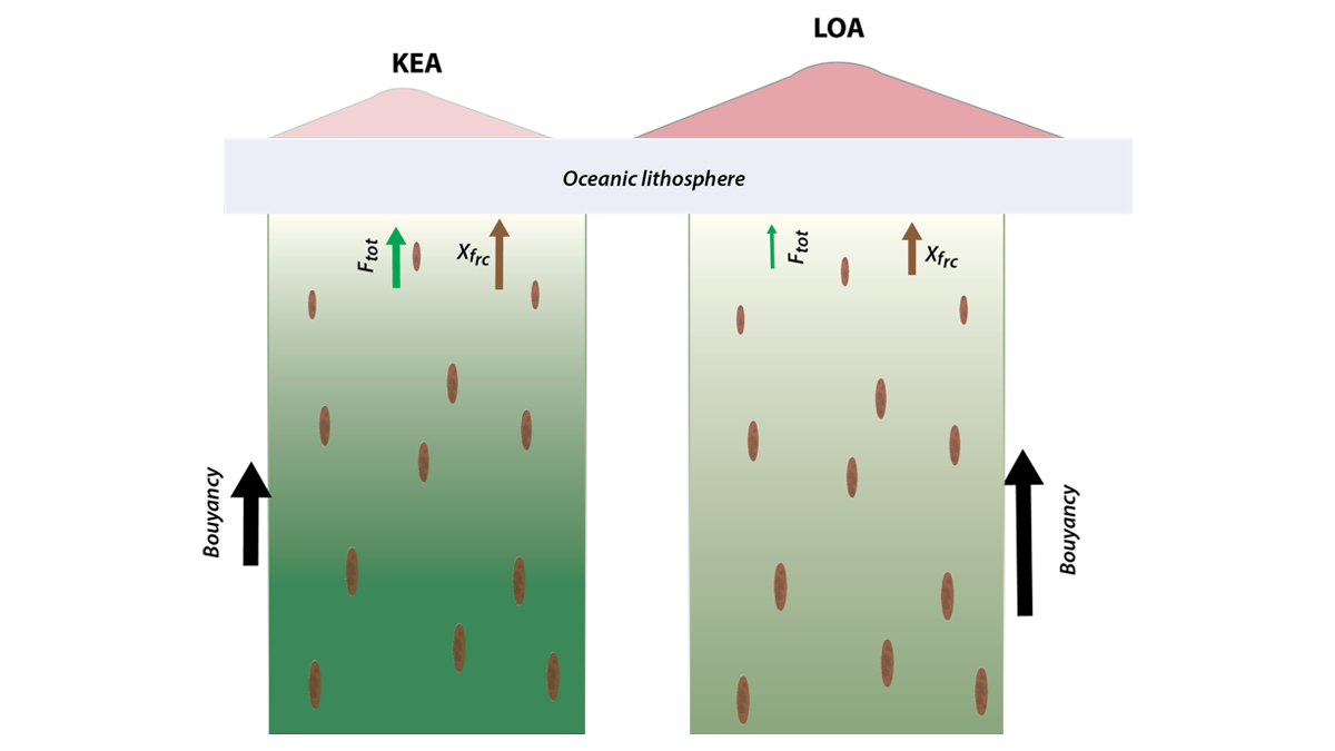 Diagram of the model presented in the paper.