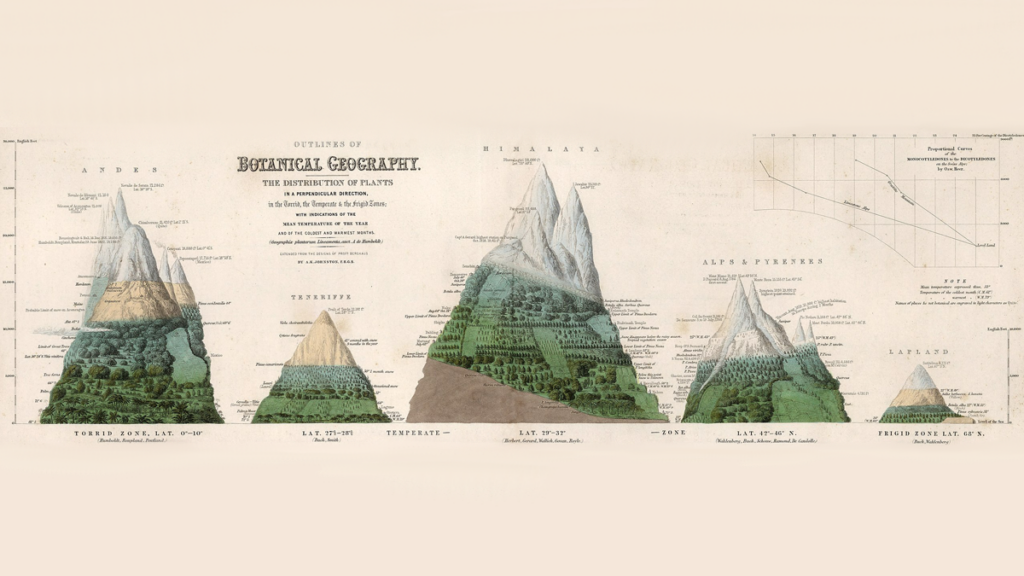 Sketches of mountains with distributions of different plants on each.