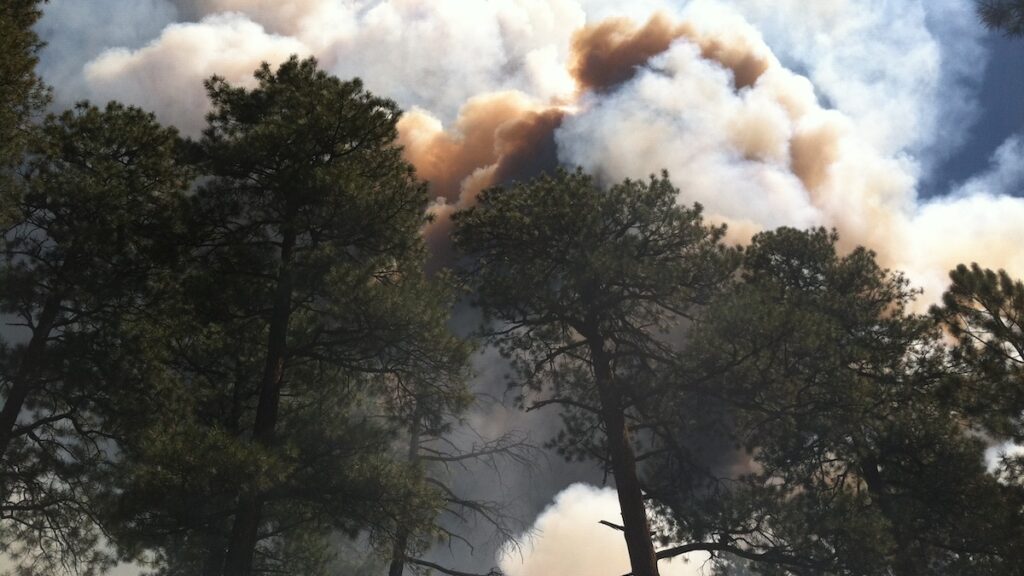 A smoke plume rises over pine trees.
