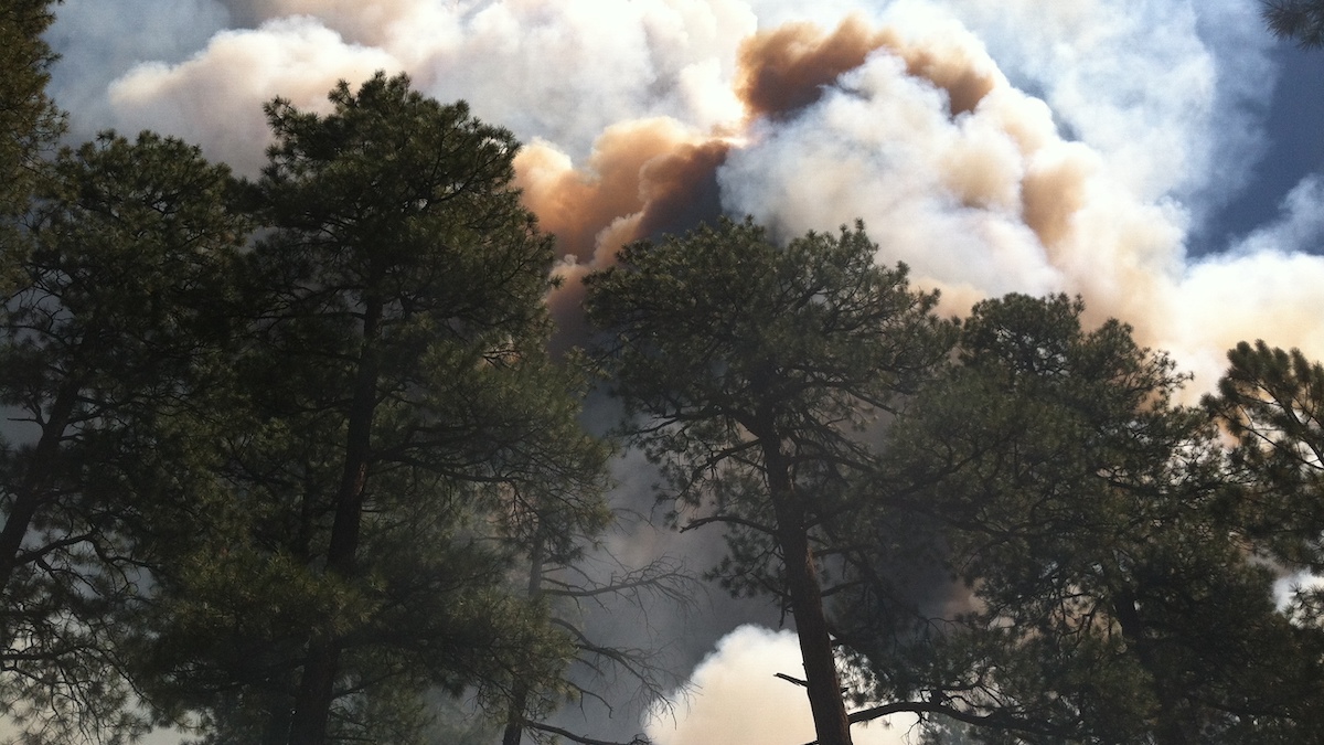 A smoke plume rises over pine trees.