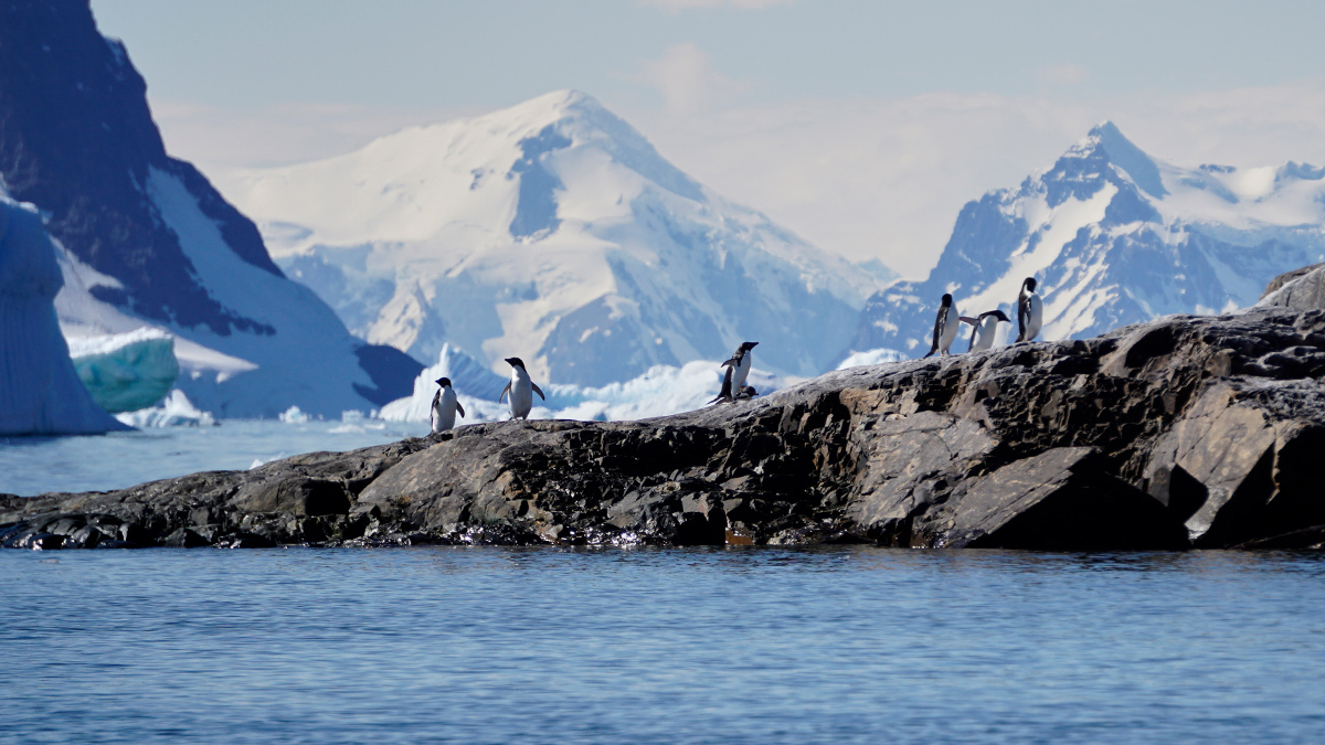 Six penguins walk along a rocky outcrop. Snowy mountains are in the background.