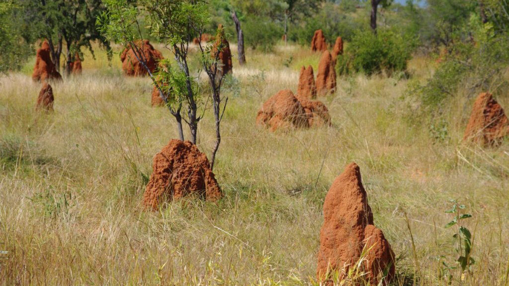 Brown dirt pillars sticking up from a grassy plain with trees and bushes.