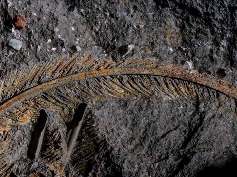 A 30,000-Year-Old Feather Is a First-of-Its-Kind Fossil