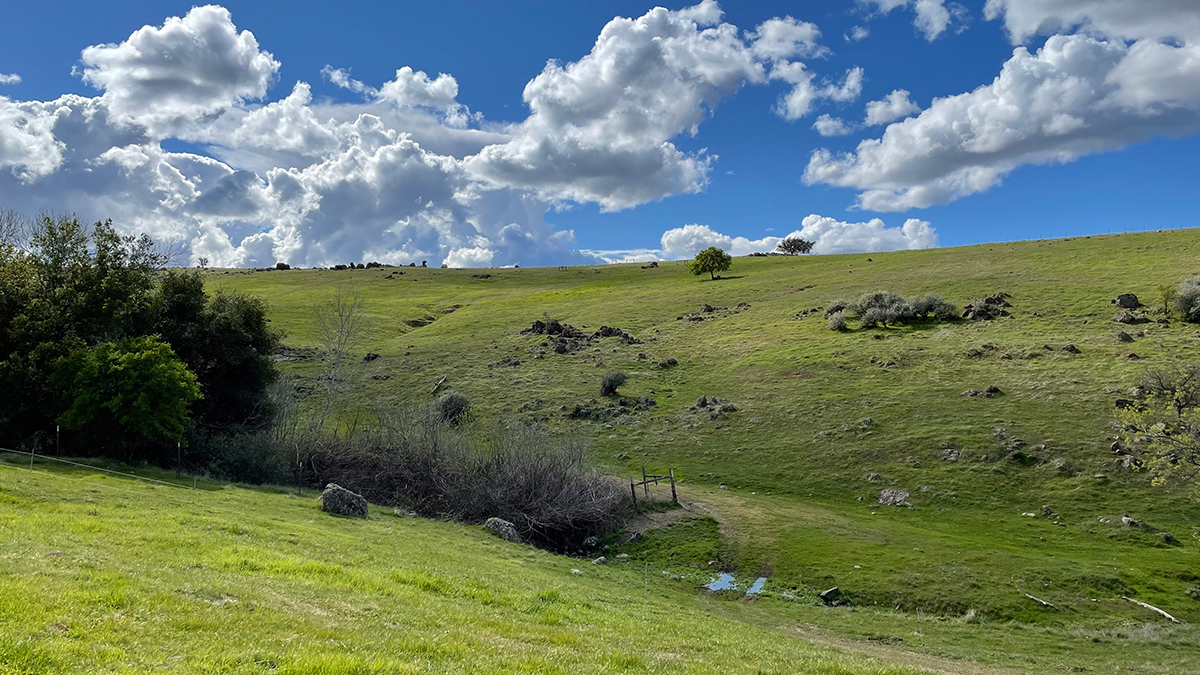 Fluffy clouds float in a blue sky over a grassy hill