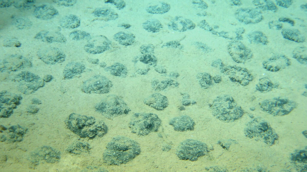 The seafloor is blanketed n mounded rocks.