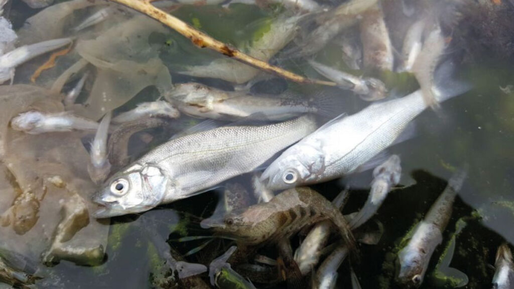Close up view of a few small dead fish and shrimp