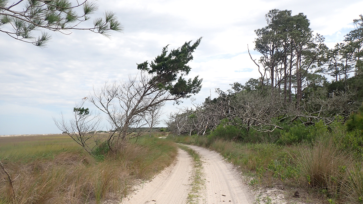 A dirt road curves into the distance. On either side are trees and brush.