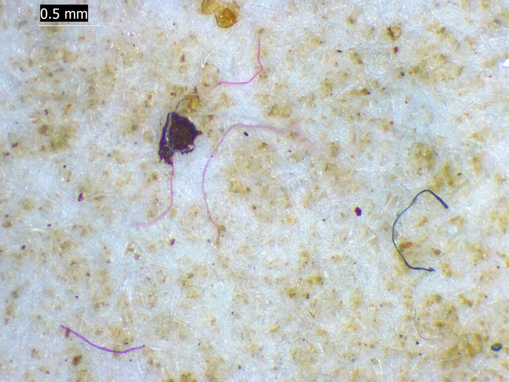 Sediment and microplastic fibers lie on a white filter.