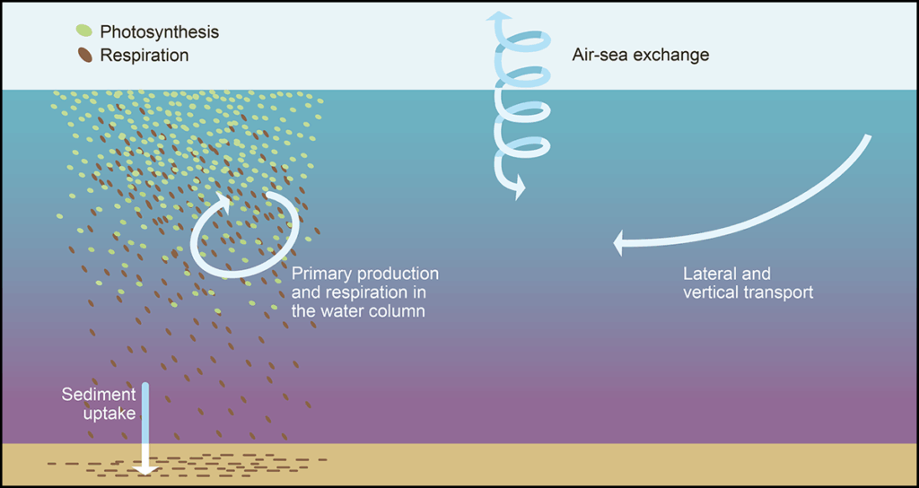 Diagram depicting the main processes affecting the oxygen budget for coastal ocean systems