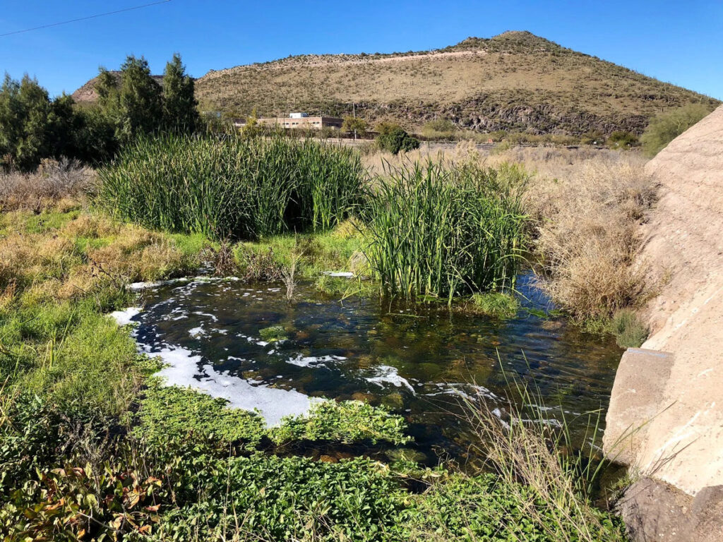 Water flows out of a culvert into a river flanked by vegetation.